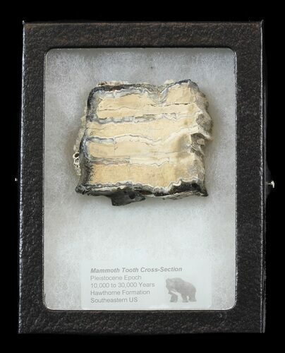 Mammoth Molar Slice - South Carolina #44083